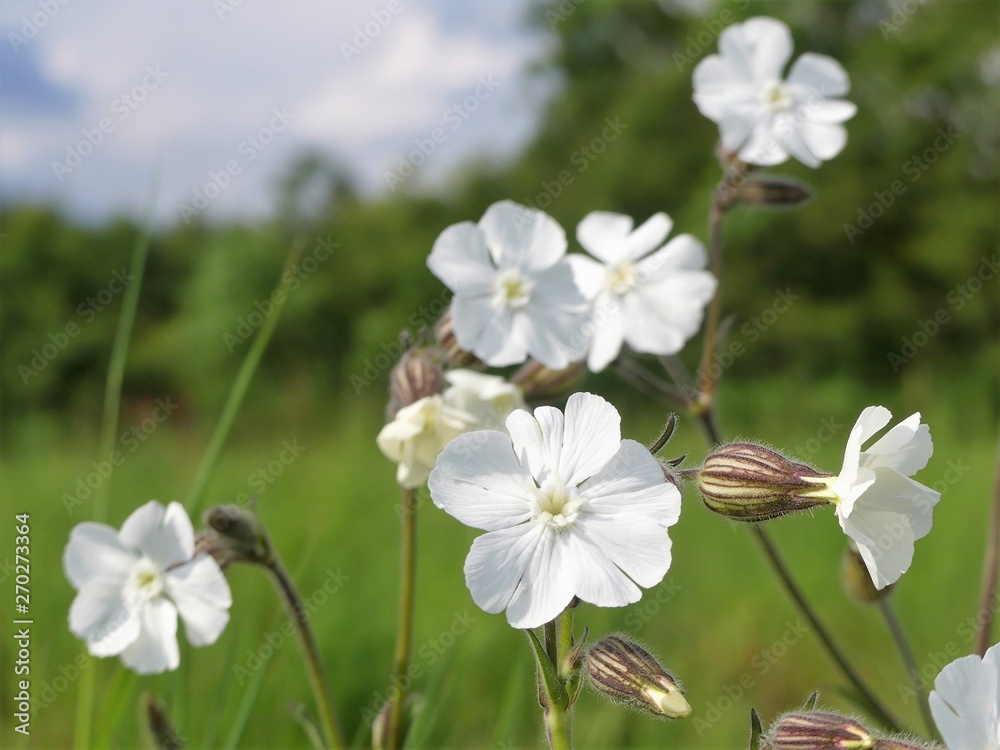White campion Silene latifolia a dioecious flowering plant White campion Silene latifolia a dioecious flowering plant