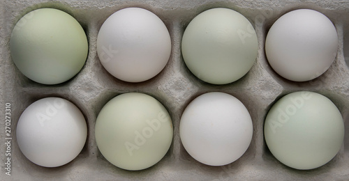 green araucana eggs and white eggs photo