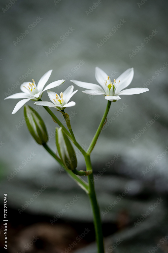 white calla lily of the valley white calla lily of the valley
