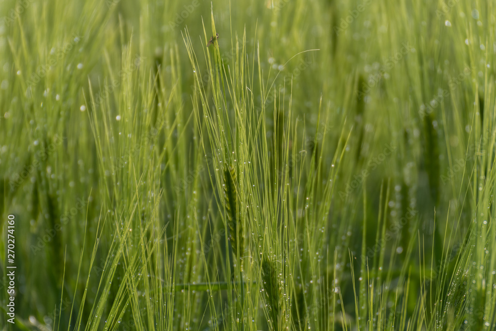 Field of rye or wheat and blue sky, beautiful countryside meadow, summer wallpaper 