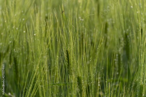 Field of rye or wheat and blue sky, beautiful countryside meadow, summer wallpaper  © mariusgabi