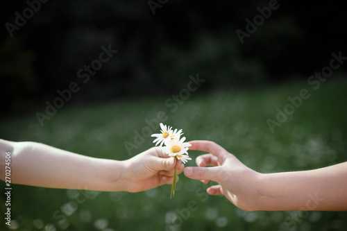 Close up of hand holding white flowers