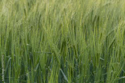 Field of rye or wheat and blue sky, beautiful countryside meadow, summer wallpaper