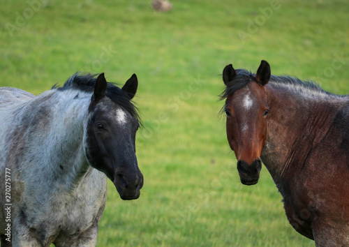Fototapeta Naklejka Na Ścianę i Meble -  Horses in the Pasture