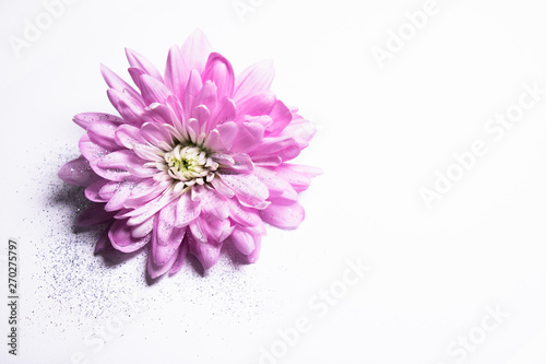 Pinke Chrysantheme mit Glitzer