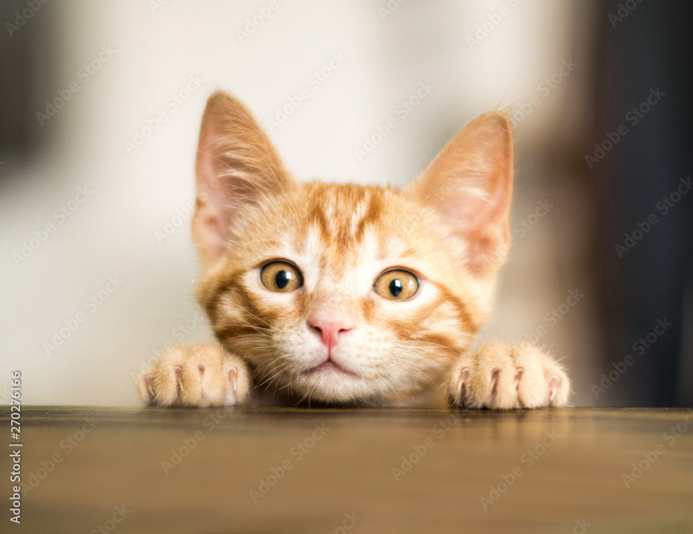 baby cat looks over the table baby cat looks over the table