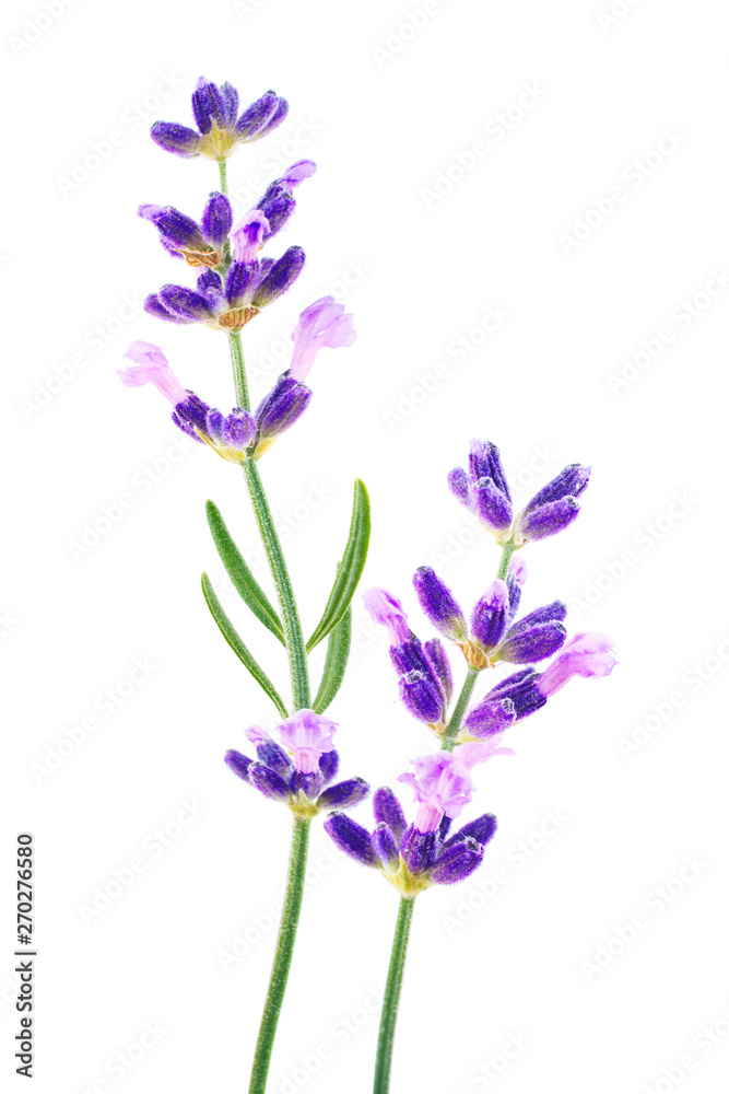 Lavender flowers isolated on white background Lavender flowers isolated on white background