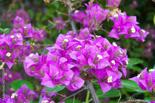 Close up view of violet bougainvillaea