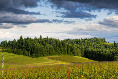 The golden light of sunset illuminates a landscape of vineyards contrasted with lush, green forest in Oregon's Willamette Valley wine country