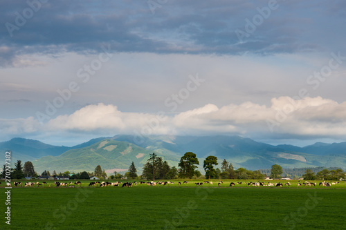 A herd of dairy cattle spotlighted by the setting sun grazing in a green pasture near Tillamook, Oregon photo