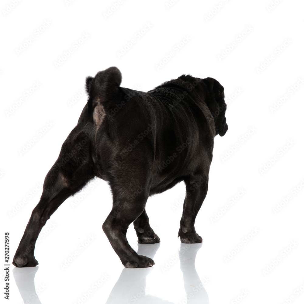 Fototapeta premium Rear view a a determined black pug walking away