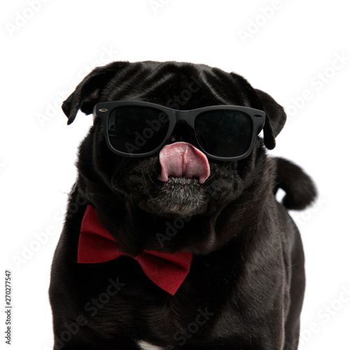 Adorable pug looking forward and licking his nose