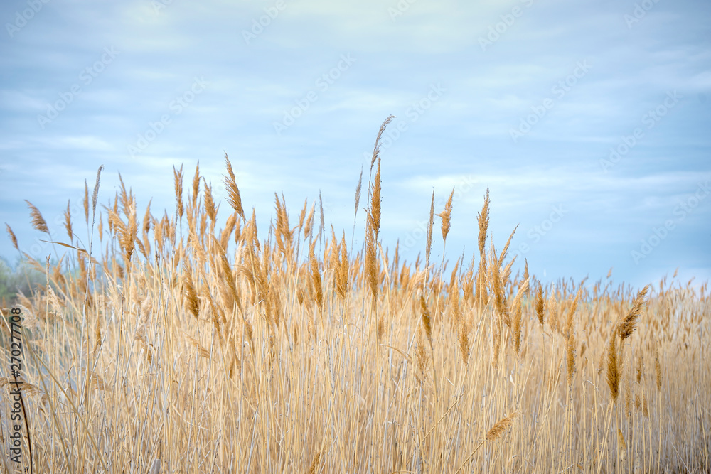 Obraz premium Lonely reed in the background of other plants