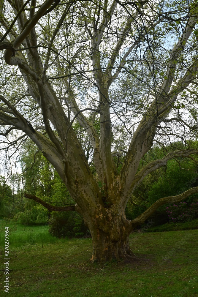 Obraz premium Der alte Baum