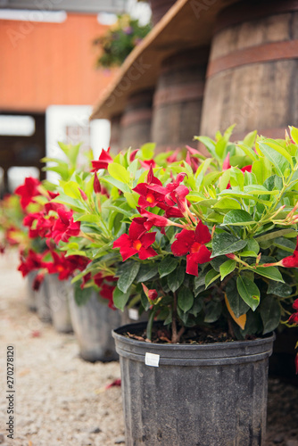 Tropical Plants