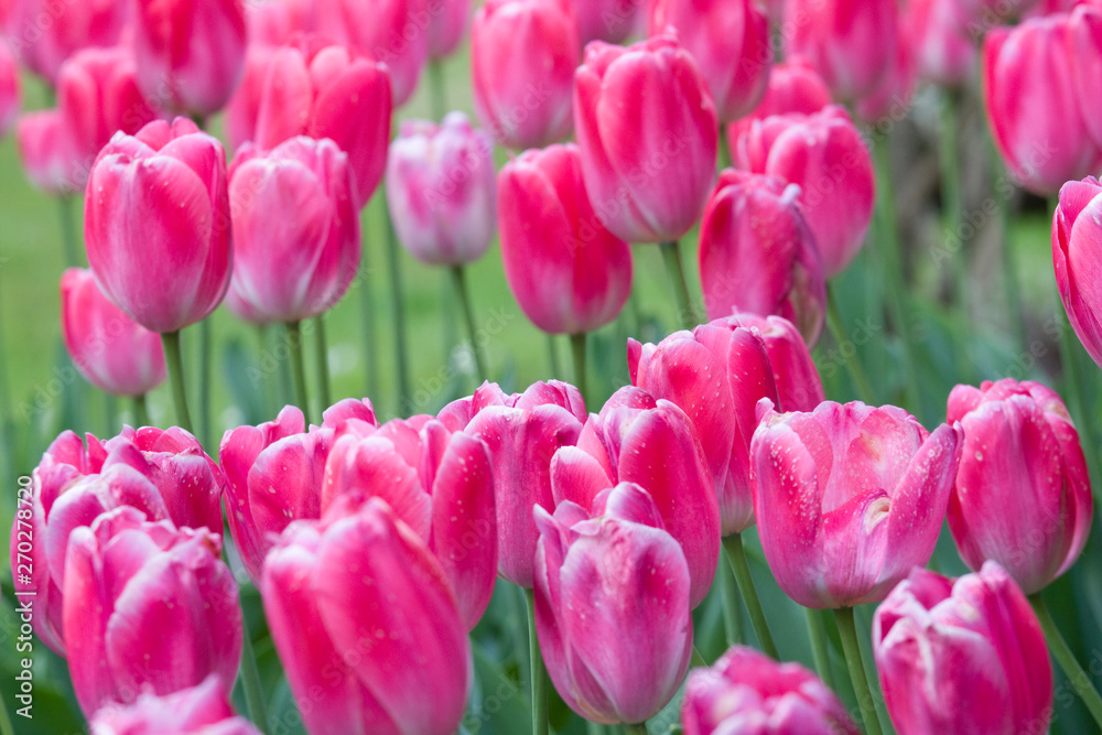 Close-up picture of pink tulips blooming in a garden in spring Close-up picture of pink tulips blooming in a garden in spring