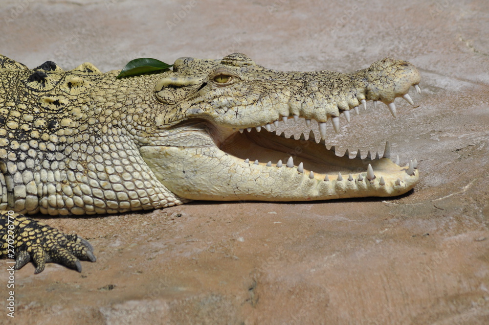 Fototapeta premium Krokodil