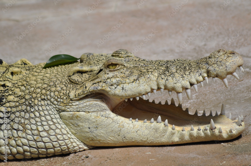 Obraz premium Krokodil