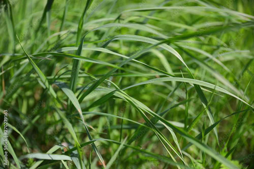 Leaves of grass on a sunny day, side view Leaves of grass on a sunny day, side view