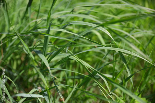 Leaves of grass on a sunny day, side view