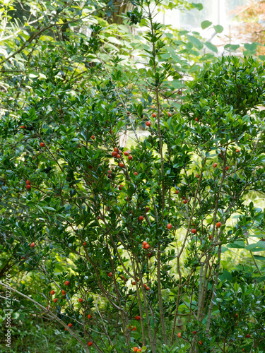 Christmas bush, chainfruit or prickly alyxia (Alyxia ruscifolia) photo