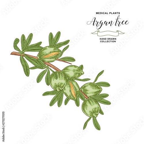 Argan tree, argania branch with fruits. Medical and cosmetic plant. Vector illustration hand drawn.