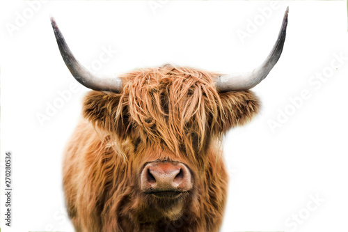 Fototapeta highland cow