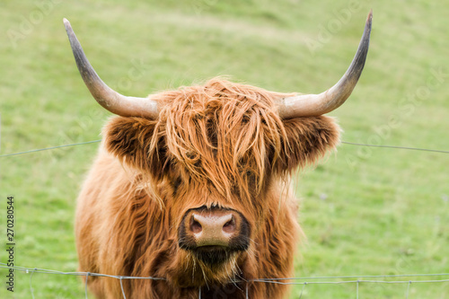 highland ginger cow  © Patricia Chumillas