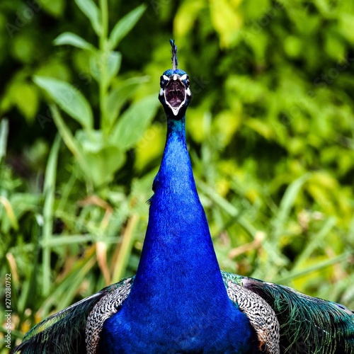 Peacock