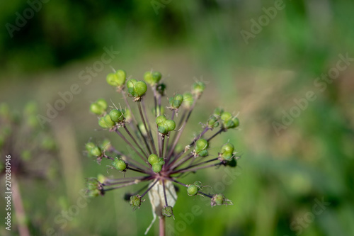Unusual plant close up like a dandelion © Aleksandr