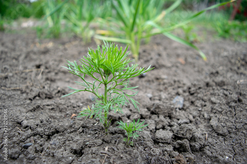 Dill plant on a sunny day close up end of spring