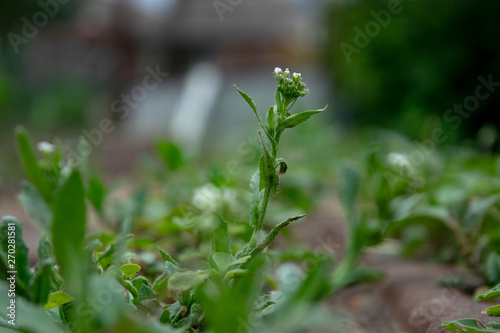 Small green plant flower closeup