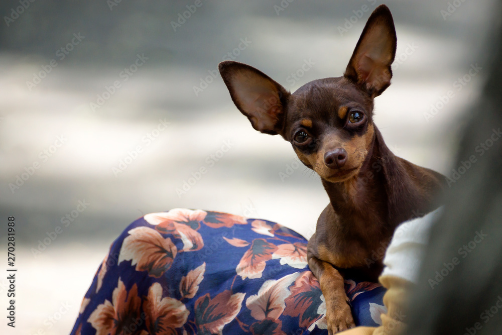 Chihuahua is a beautiful dog lying on the bed and licking his nose with his tongue. chihuahua and his tongue. chihuahua ate delicious food. chihuahua happy