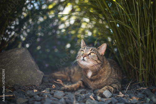 tabby domestic shorthair cat relaxing under a bush of pampas grass looking up