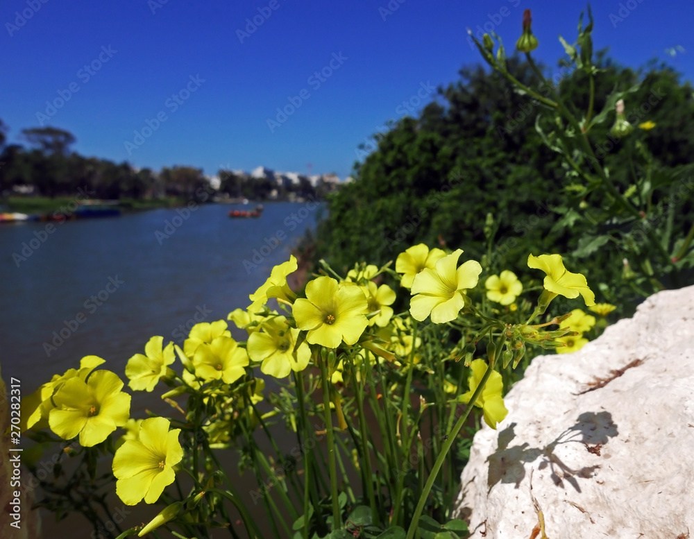 Obraz premium cespuglio di fiori gialli in primo piano con lo sfondo del fiume