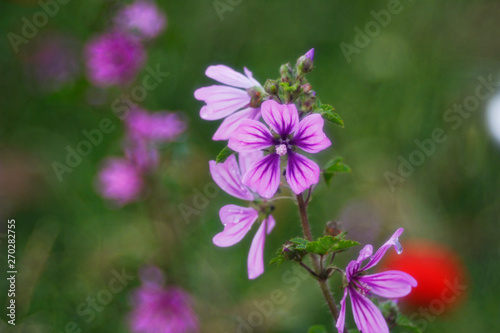 primavera di fiori e colori