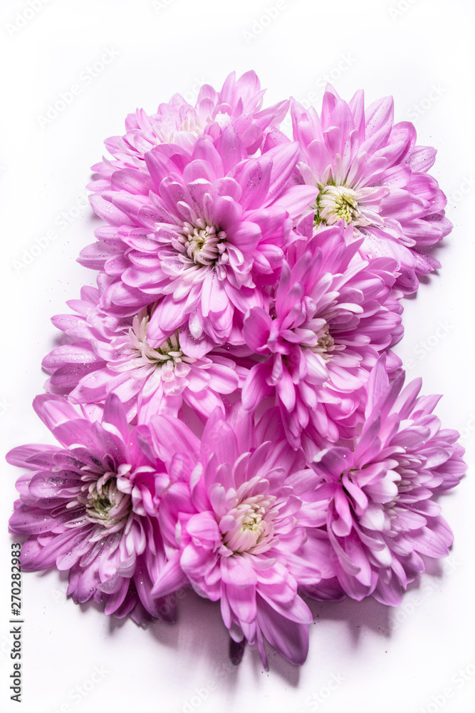 Pinke Chrysanthemen mit Glitzer Pinke Chrysanthemen mit Glitzer