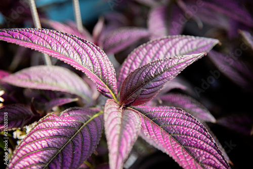 Purple Plant