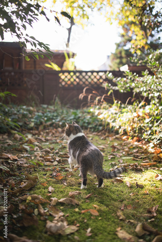 tabby white british shorthair cat exploring the back yard in the autumn