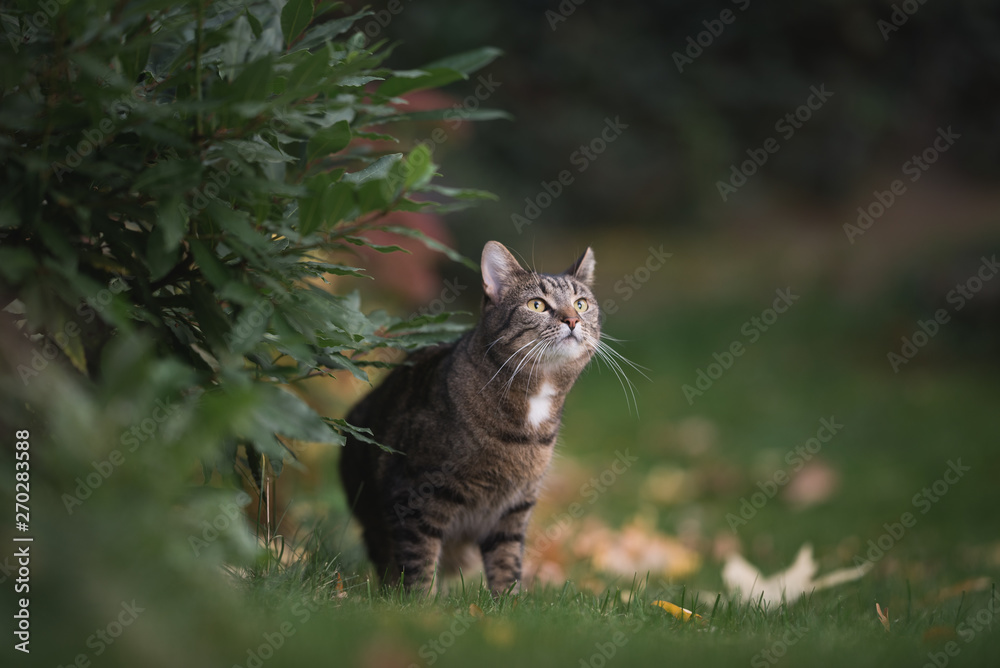 tabby domestic shorthair cat standing next to a bush in the garden looking up