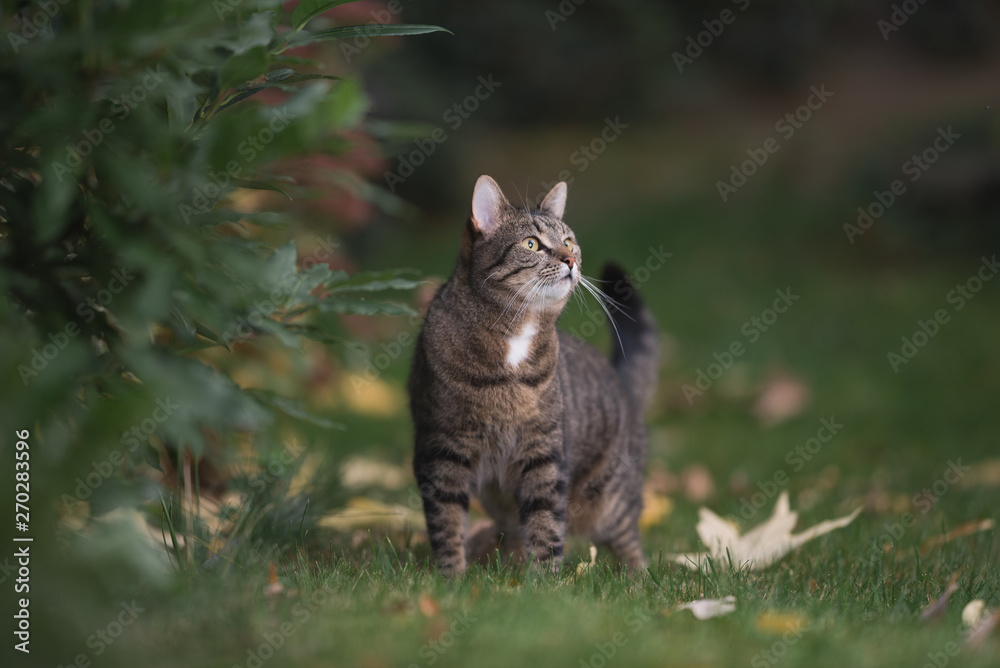 tabby domestic shorthair cat standing next to a bush in the garden looking up