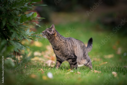 tabby domestic shorthair cat smelling on a leaf in the back yard