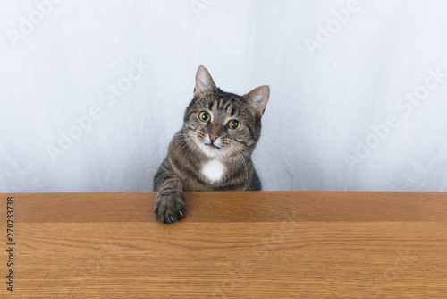tabby domestic shorthair cat putting it's paw on a wooden bench