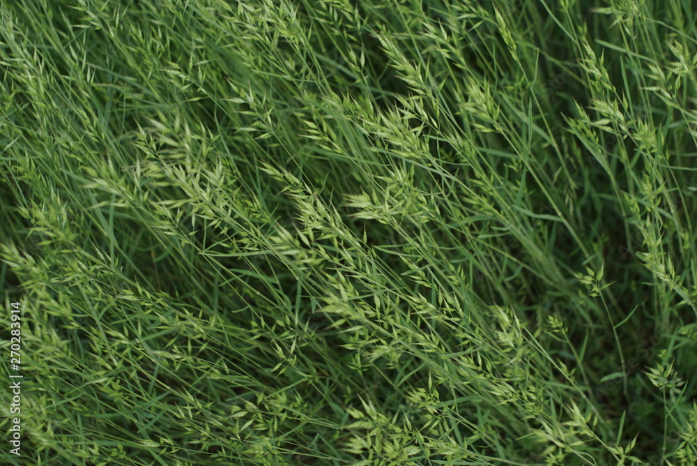 green grass seed on the meadow green grass seed on the meadow