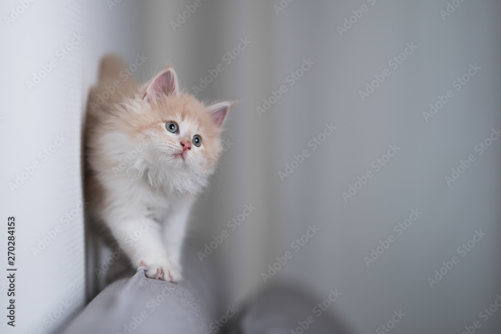 playful red cream colored maine coon kitten walking along the edge of a gray couch - obrazy, fototapety, plakaty 