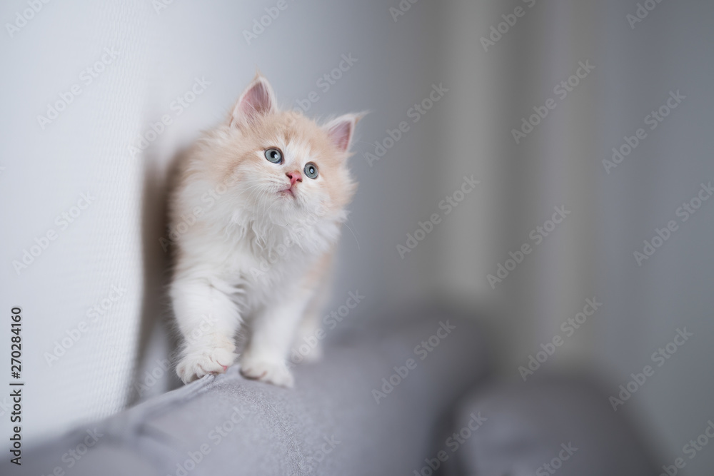 playful red cream colored maine coon kitten walking along the edge of a gray couch