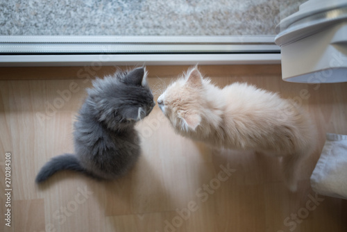 two kissing maine coon kittens in front of a window next to a cat flap