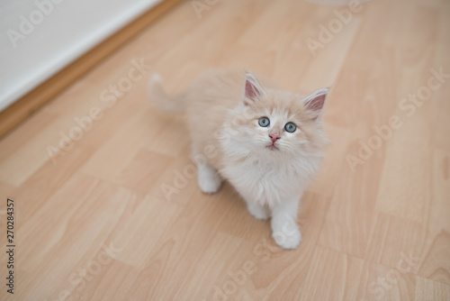 red cream colored maine coon kitten standing on wooden floor looking up at camera