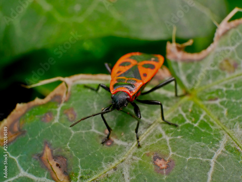 Insecte Gendarme dans la nature en France © San