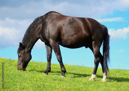 Grazing horse